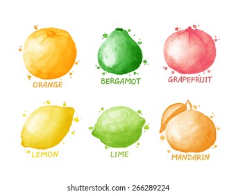 Fruits And Berries Set - Lemon, Grapefruit, Lime, Orange, Mandarin, Bergamot. Watercolor Drawing