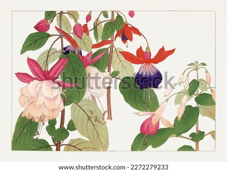 Fuchsia flower. Japanese style flower illustration.