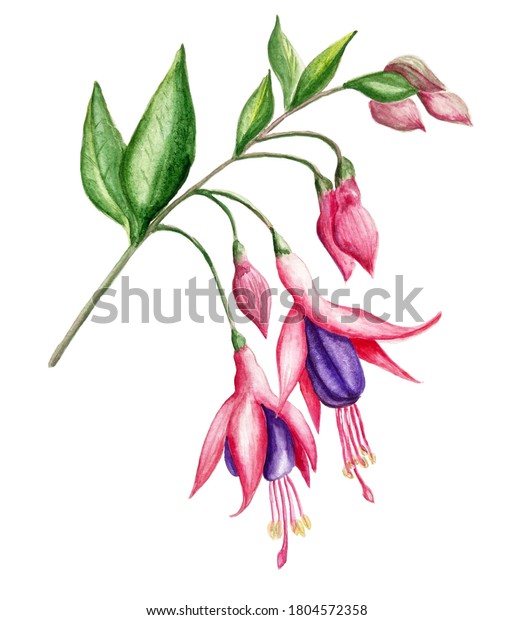 \
Fuchsia\
flowers on a branch with leaves and buds. Watercolor drawing. The\
object is isolated on a white\
background.