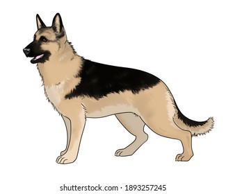 Full Body Illustration German Shepherd Dog Stock Illustration ...