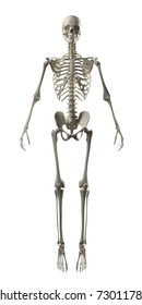 Full Frontal Skeleton