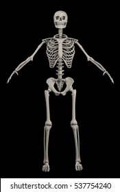 Full Human Skeleton Over Black - 3D Rendering