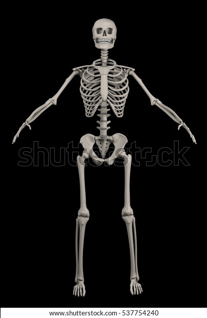 Full Human Skeleton Over Black 3d Stock Illustration 537754240 ...