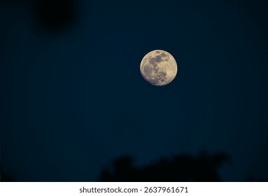 Full Moon through the trees