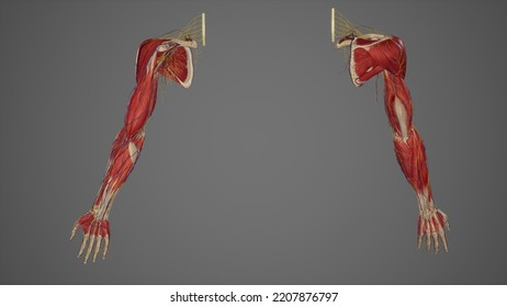 Full Upper Extremity Anatomy,3D Rendering