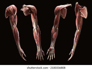 Full upper extremity arm 3d anatomy