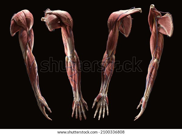 Full upper extremity arm\
3d anatomy
