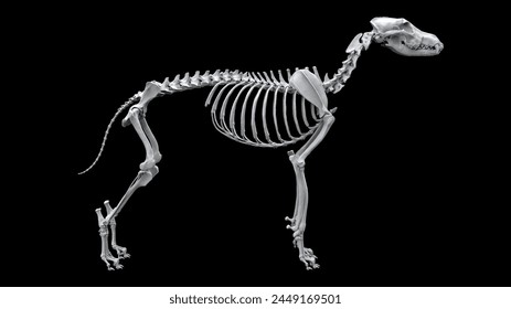 Full wolf skeleton in standing pose - side view - isolated on black background - 3D Illustration