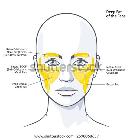 The Functional Anatomy of the Deep Fat Compartments of the Face illustration