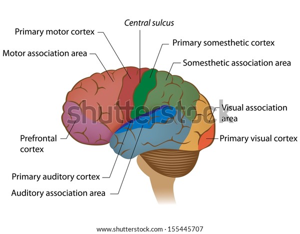 Functional areas of the brain\
labeled