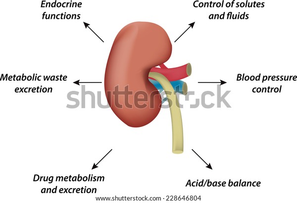 Functions of Human Kidney