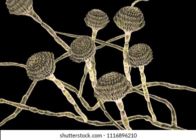 Fungi Aspergillus, Black Mold, Which Produce Aflatoxins,  3D Illustration