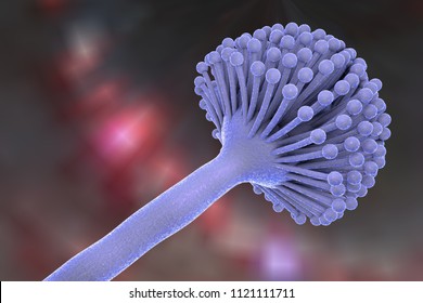 Fungi Aspergillus, Black Mold Which Produce Aflatoxins And Cause Pulmonary Infection Aspergillosis, 3D Illustration