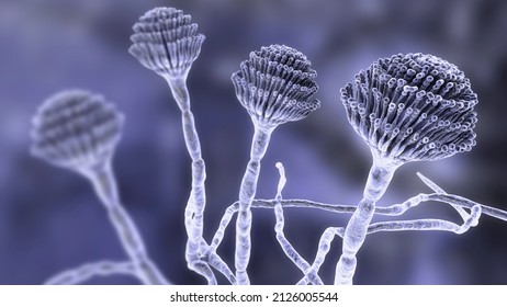 Fungi Aspergillus, Black Mold, Which Produce Aflatoxins And Cause Pulmonary Infection Aspergillosis, 3D Illustration