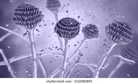 Fungi Aspergillus, Black Mold, Which Produce Aflatoxins And Cause Pulmonary Infection Aspergillosis, 3D Illustration