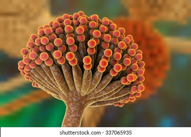 Fungi Aspergillus, Black Mold, Which Produce Aflatoxins And Cause Pulmonary Infection Aspergillosis, 3D Illustration