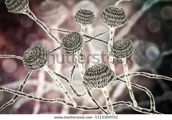 Fungi Aspergillus Black Mold Which Produce Stock Illustration 1113384932