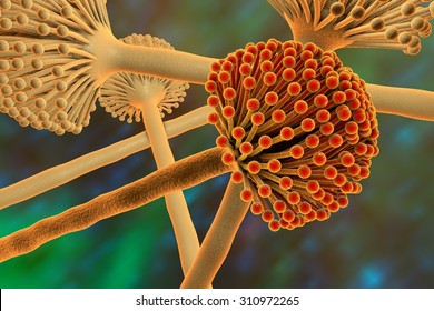 Fungi Aspergillus Niger, Black Mold, Which Produce Aflatoxins, Cause Pulmonary Infection Aspergillosis