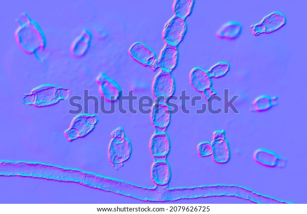 Fungi Coccidioides Immitis Saprophytic Stage 3d Stock Illustration ...