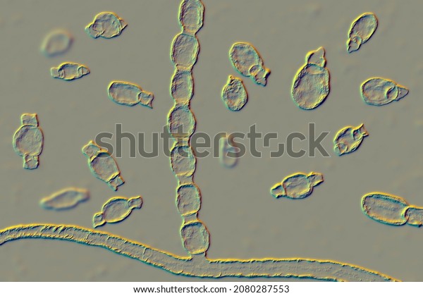 Fungi Coccidioides Immitis Saprophytic Stage 3d Stock Illustration ...