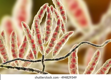 Fungi Fusarium Which Produce Mycotoxins In Cereal Crops That Affect Humans And Animals, 3D Illustration Showing Conidia And Hyphae