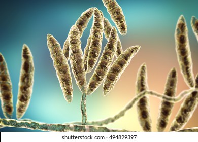 Fungi Fusarium Which Produce Mycotoxins In Cereal Crops That Affect Humans And Animals, 3D Illustration Showing Conidia And Hyphae