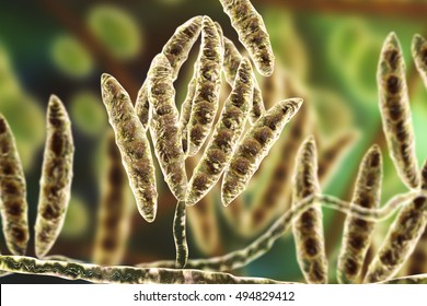 Fungi Fusarium Which Produce Mycotoxins In Cereal Crops That Affect Humans And Animals, 3D Illustration Showing Conidia And Hyphae