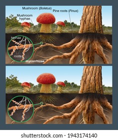 Fungi. Morphology and life cycle of fungi. Digital illustration without text and with captions in English