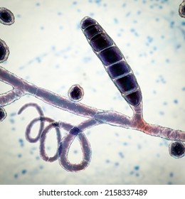 Fungi Trichophyton mentagrophytes, 3D illustration showing macroconidium, septate and spiral hyphae. Causes skin infection (ringworm, tinea capitis, tinea corporis and other), hair and nail infections