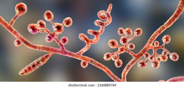 Fungi Trichophyton mentagrophytes, 3D illustration showing macroconidium, branched conidiophores bearing spherical conidia, septate and spiral hyphae. Causes ringworm, hair and nail infections