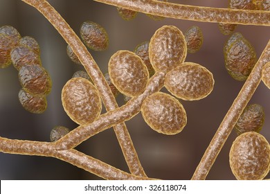 Fungi Trichophyton Rubrum Which Cause Tinea, Athlete's Foot, Ringworm, Jock Itch And Similar Infections Of The Skin, Nail, Beard And Scalp On Colorful Background