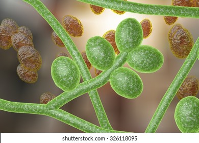 Fungi Trichophyton Rubrum Which Cause Tinea, Athlete's Foot, Ringworm, Jock Itch And Similar Infections Of The Skin, Nail, Beard And Scalp On Colorful Background