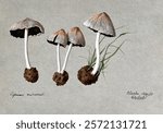 A fungus (Coprinus micaceus): four fruiting bodies. Watercolour by E. Wheeler, 1888. Vintage fungi drawing illustration painting. Vintage mushroom illustration painting. Mushroom artwork.