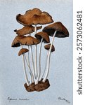 A fungus (Coprinus micaceus): group of fruiting bodies. Watercolour, 1899. Vintage fungi drawing illustration painting. Vintage mushroom illustration painting. Mushroom artwork.