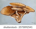 A fungus (Inocybe pudica). Watercolour, 1895. Vintage fungi drawing illustration painting. Vintage mushroom illustration painting. Mushroom artwork. landscape art dimension.