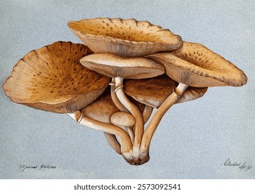 A fungus (Inocybe pudica). Watercolour, 1895. Vintage fungi drawing illustration painting. Vintage mushroom illustration painting. Mushroom artwork. landscape art dimension.