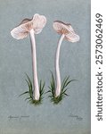 A fungus (Mycena pura): two fruiting bodies. Watercolour, 1885. Vintage fungi drawing illustration painting. Vintage mushroom illustration painting. Mushroom artwork on paper.