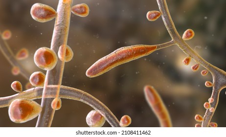Fungus Trichophyton rubrum, 3D illustration showing macroconidia, microconidia and septate hyphae. Infects skin and nails causing dermatophytosis, especially on feet (tinea pedis), and onychomycosis
