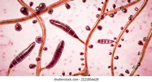 Fungus Trichophyton rubrum, 3D illustration showing macroconidium, microconidia and septate hyphae. Infects skin and nails causing dermatophytosis, especially on feet (tinea pedis), and onychomycosis