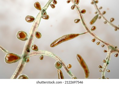 Fungus Trichophyton rubrum, 3D illustration showing macroconidium, microconidia and septate hyphae. Infects skin and nails causing dermatophytosis, especially on feet (tinea pedis), and onychomycosis