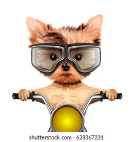 Funny biker dog sitting on a chopper wearing googles. Fast city transport concept. Realistic 3D illustration of yorkshire terrier 