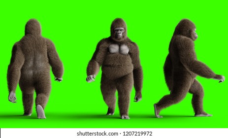 Funny Brown Gorilla Walking. Super Realistic Fur And Hair. Green Screen. 3d Rendering.