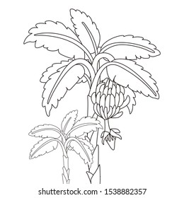 700 Collections Coloring Pages Of A Banana  Latest HD