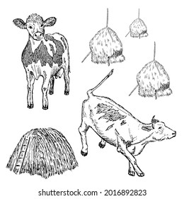 Funny cows. Illustration in vintage engraved style on white background. Line art style. Raster copy.