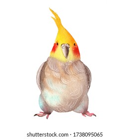 Funny Fat Parrot Tuft Watercolor Illustration Stock Illustration ...