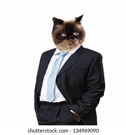 business suit for cat