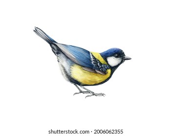 Funny little tit bird. Watercolor illustration. Hand drawn realistic Europe song bird. Great tit common bird close up image. Garden, park, forest, backyard tiny avian on white background