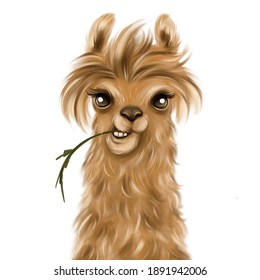 Funny llama portrait drawing illustration
