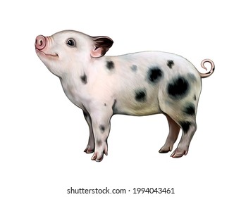 teacup pig desktop backgrounds