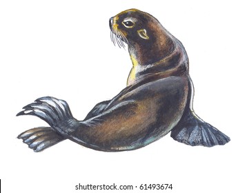 Fur Seal